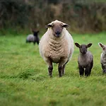 Sheedy's 3* Doolin